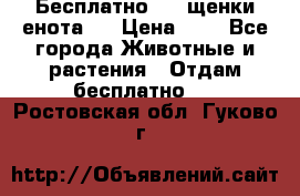 Бесплатно !!! щенки енота!! › Цена ­ 1 - Все города Животные и растения » Отдам бесплатно   . Ростовская обл.,Гуково г.